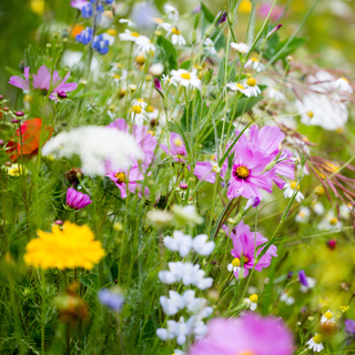 A field of wildflowers, bees, and butterflies