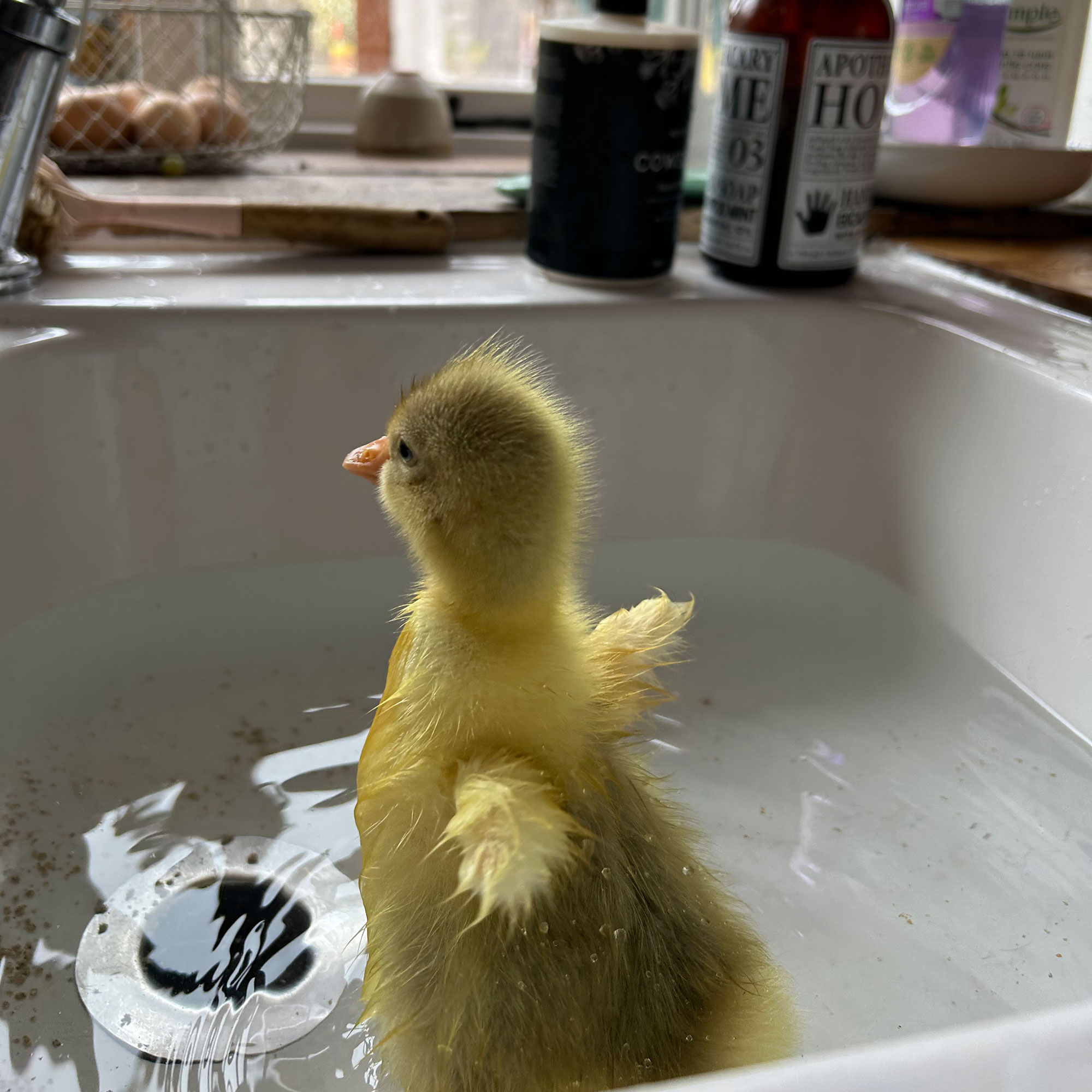 Yellow duckling in water filled kitchen sink