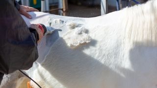 White horse being clipped