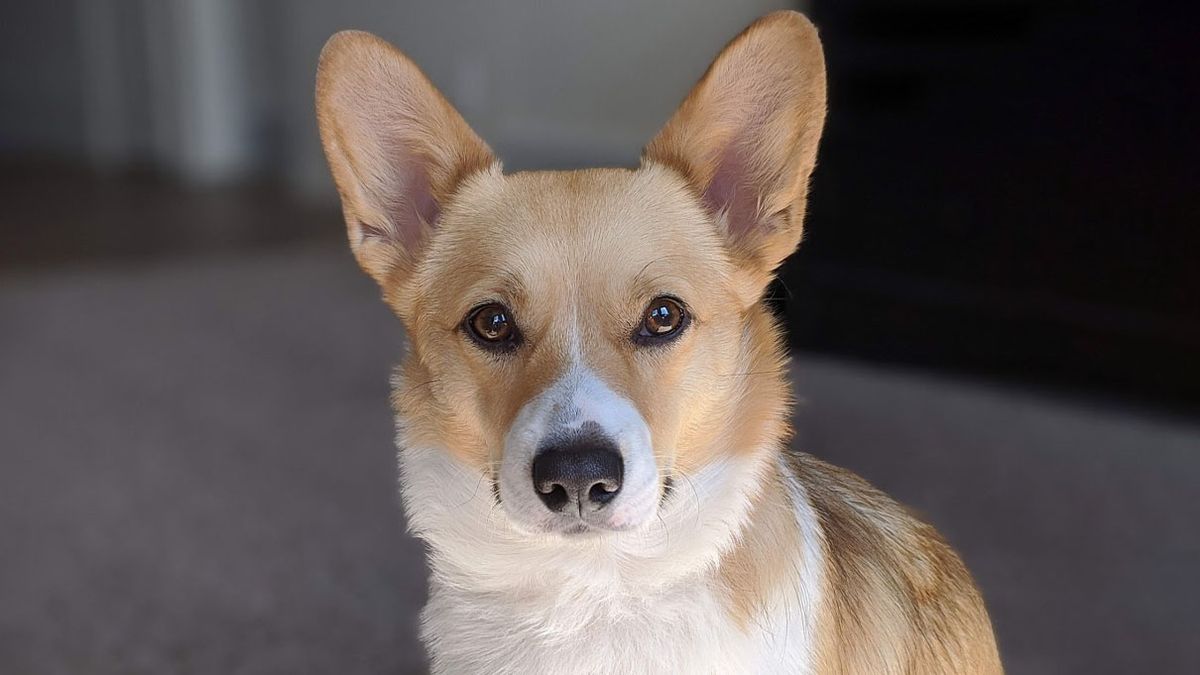 Photoshop example: Original picture of a dog