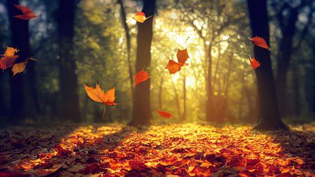 Colorful autumn leaves fall to the ground in a forest