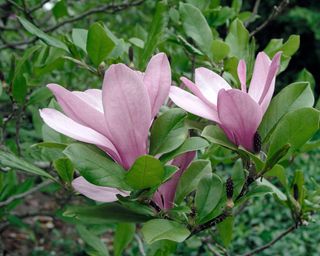 close up of pink flower on Magnolia 'Ann'