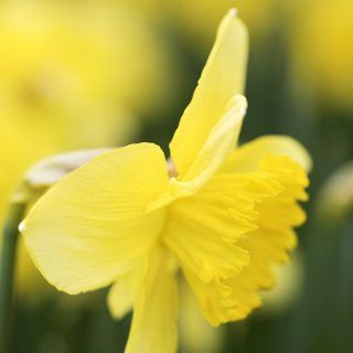 daffodils flower