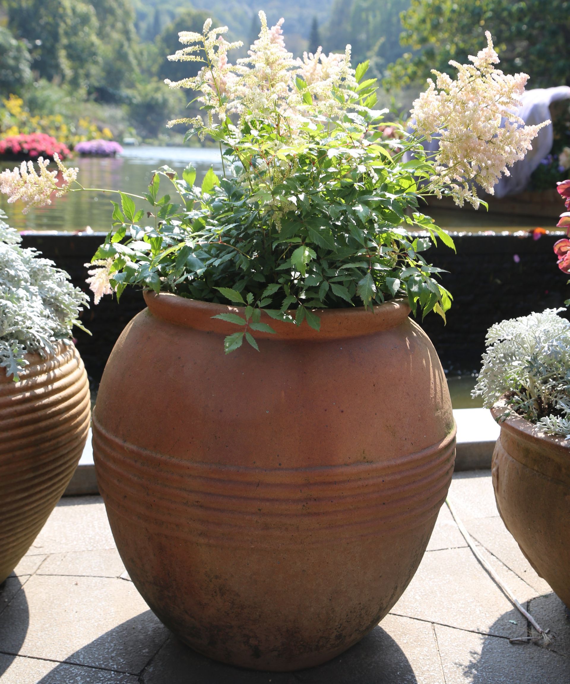 Astilbe flowering in a large curved terracotta planter