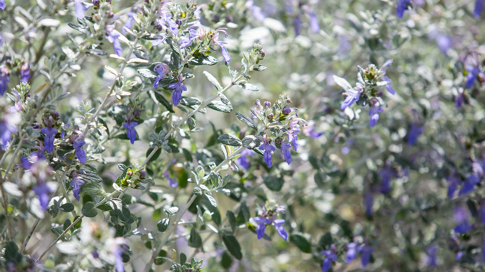 tree germander in bloom