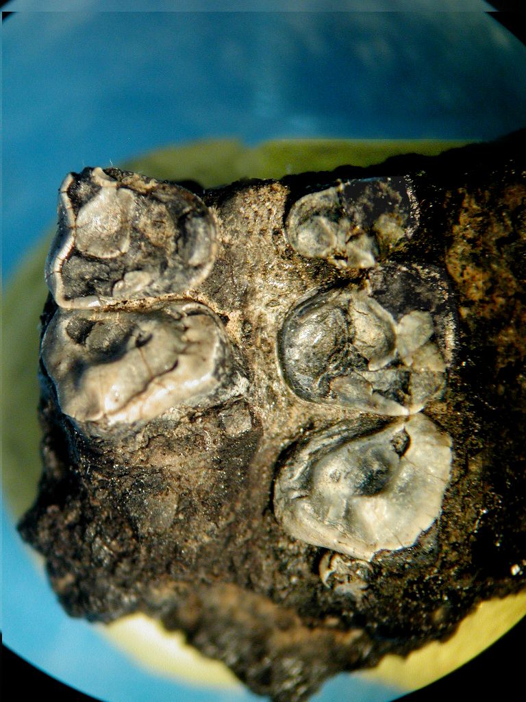 teeth from krabia minuta