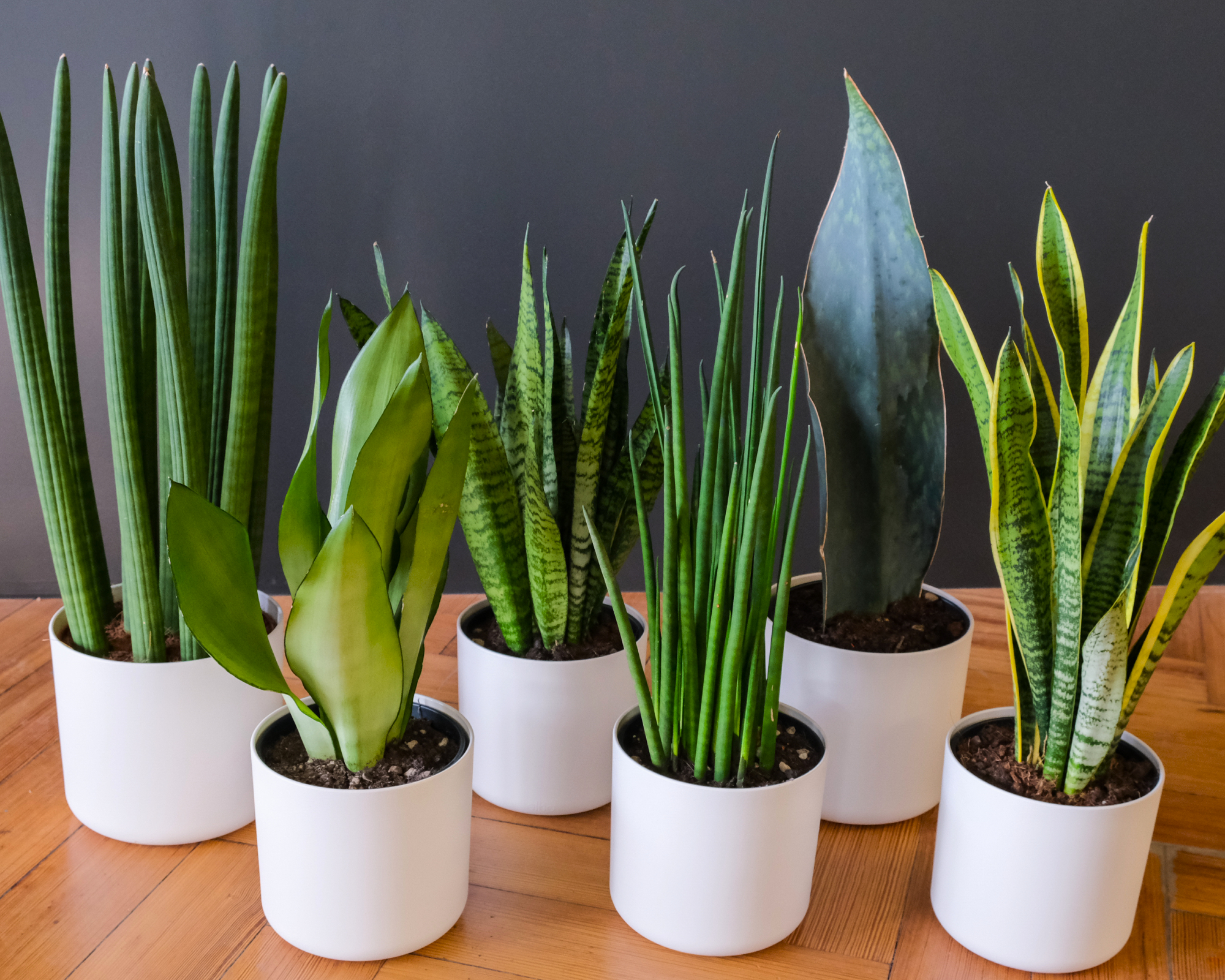 different snake plant varieties