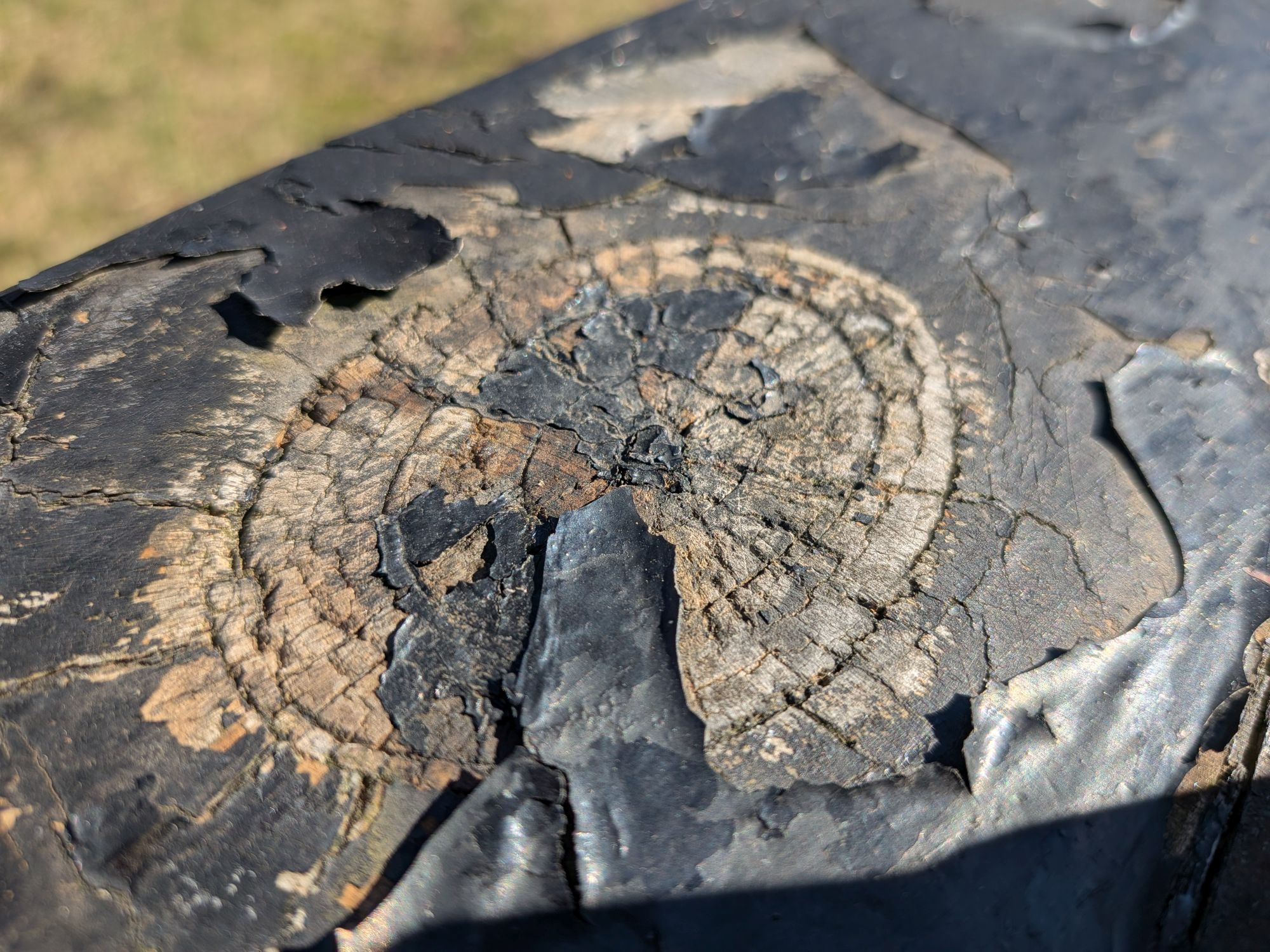 Google Pixel 10a camera sample.