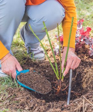 Gardener plants bare root rose in garden