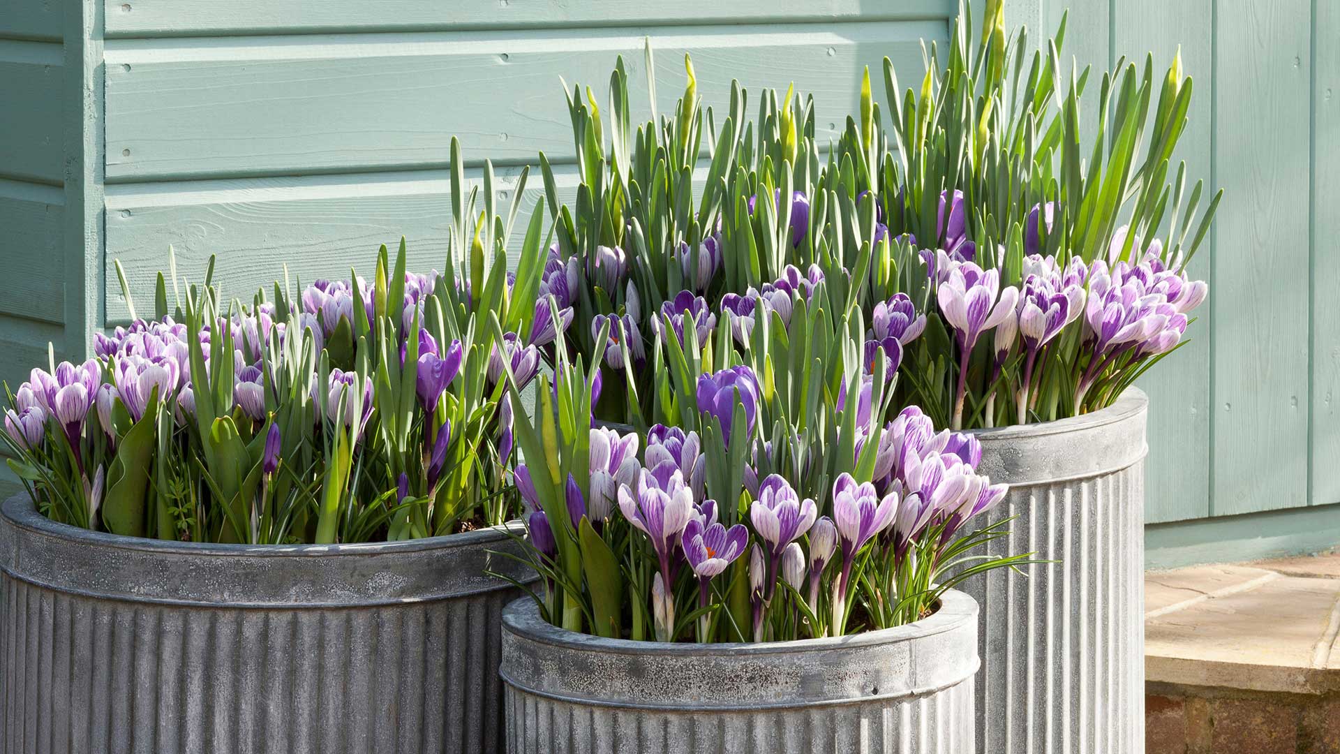 metal containers with bulb lasagnes including purple crocus flowers