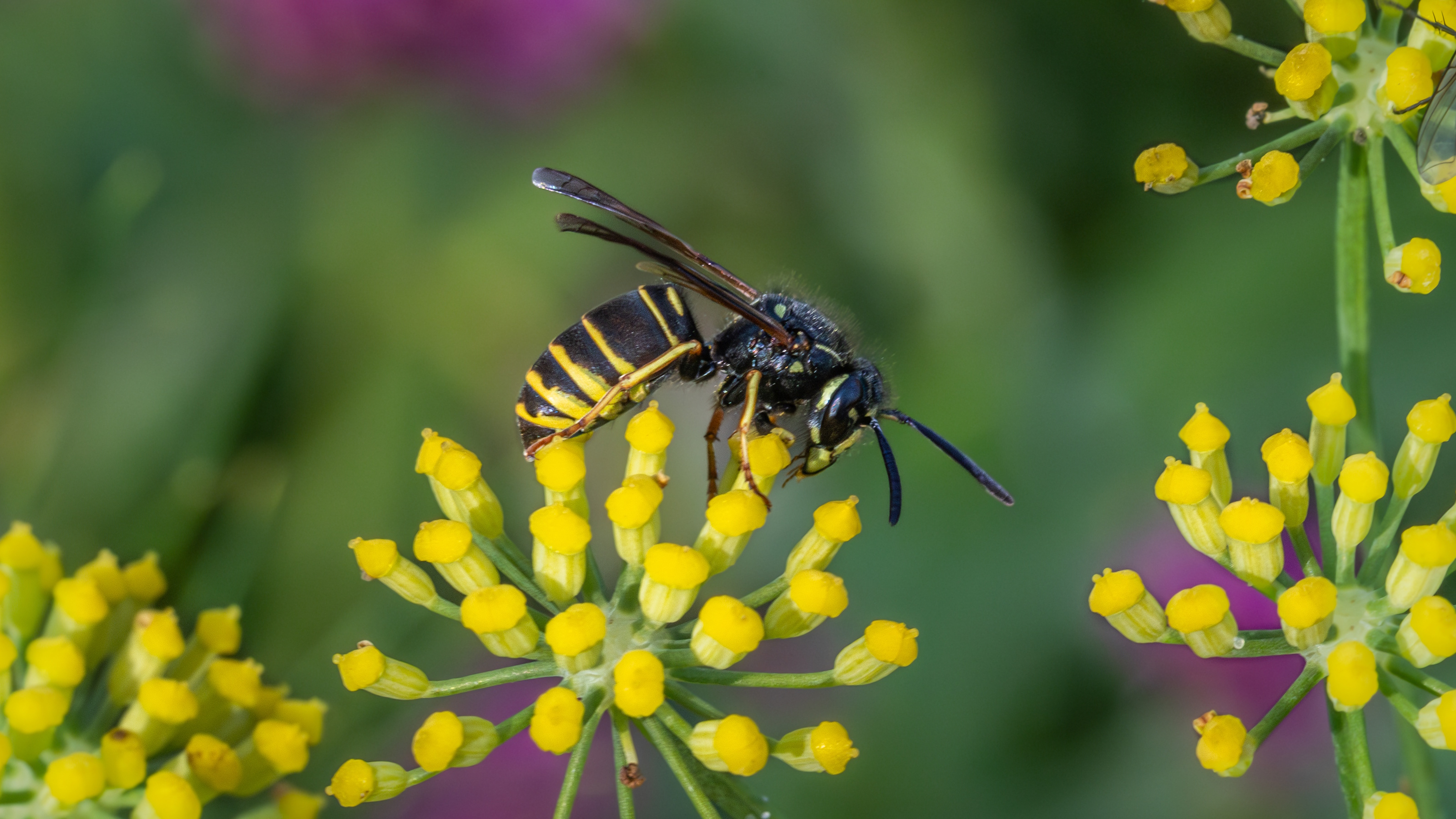 Yellowjackets on yellow bloom