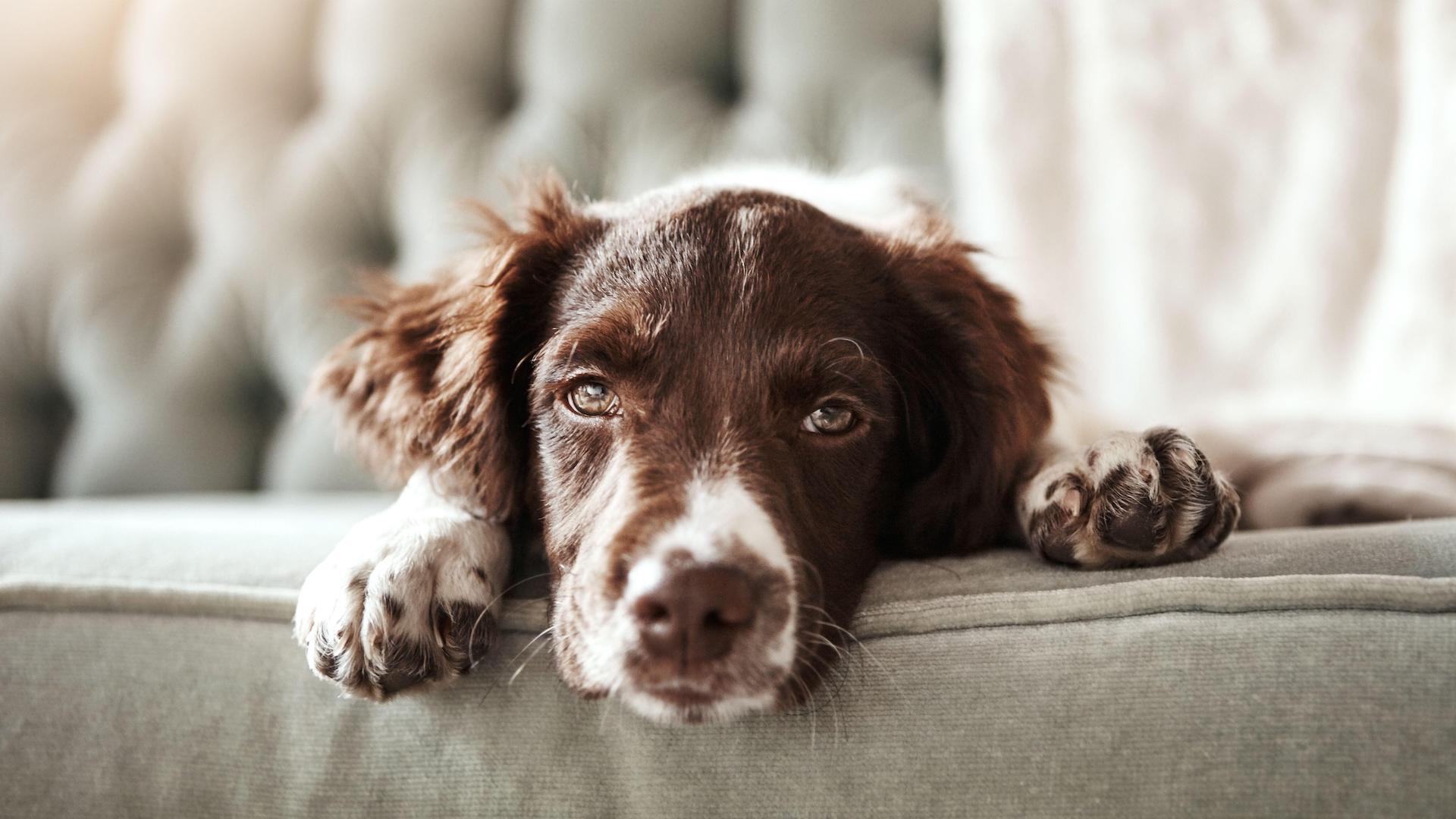 Sleepy spaniel