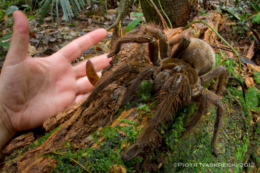 guinness world records biggest spider
