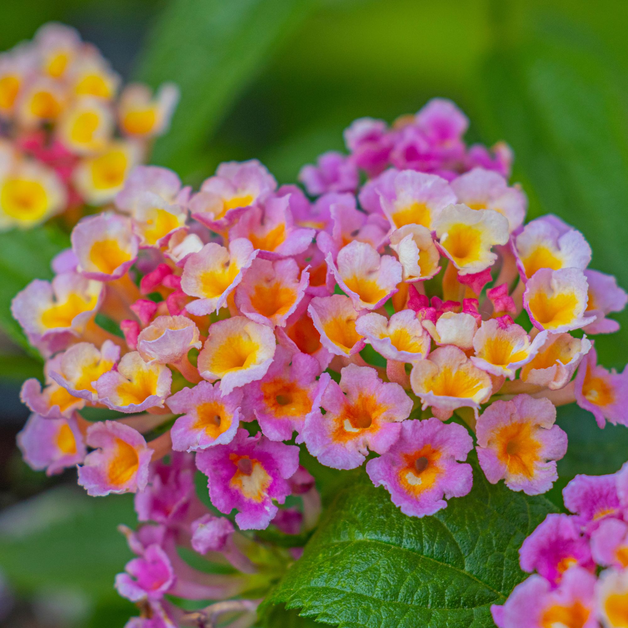Pink and orange flowering lantana plant growing in garden