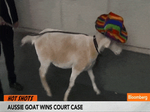 Goat on Lead Wearing Hat