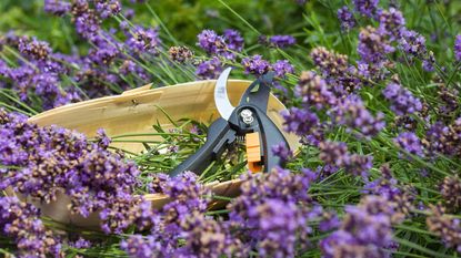 lavender and pruners