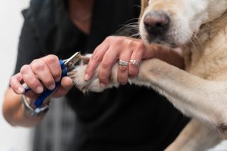 A person uses dog nail clippers on a canine.