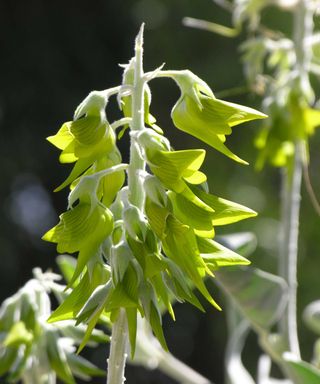 close-up of green birdflower plant