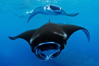 Reef mantas (Manta alfredi) swim through the plankton rich waters off the coast of Nusa Penida, where major ocean currents converge between the Pacific and Indian Ocean.