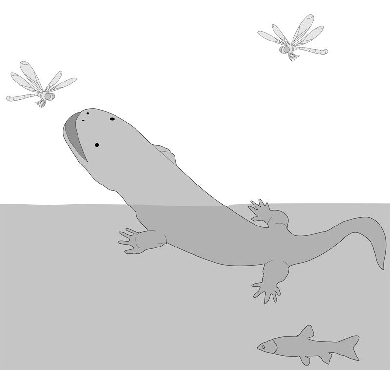 artist&#039;s conception of an ancient giant salamander.