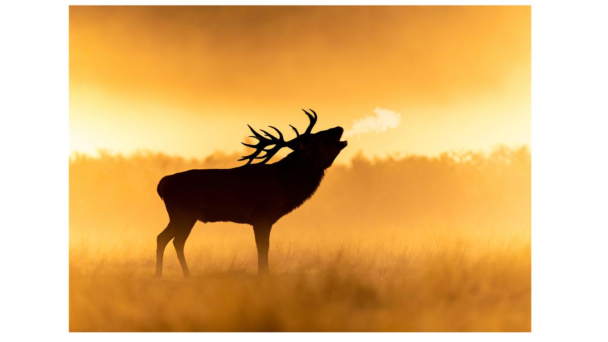 A silhouetted stag in golden light breathing out