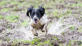 Spaniel running through muddy field