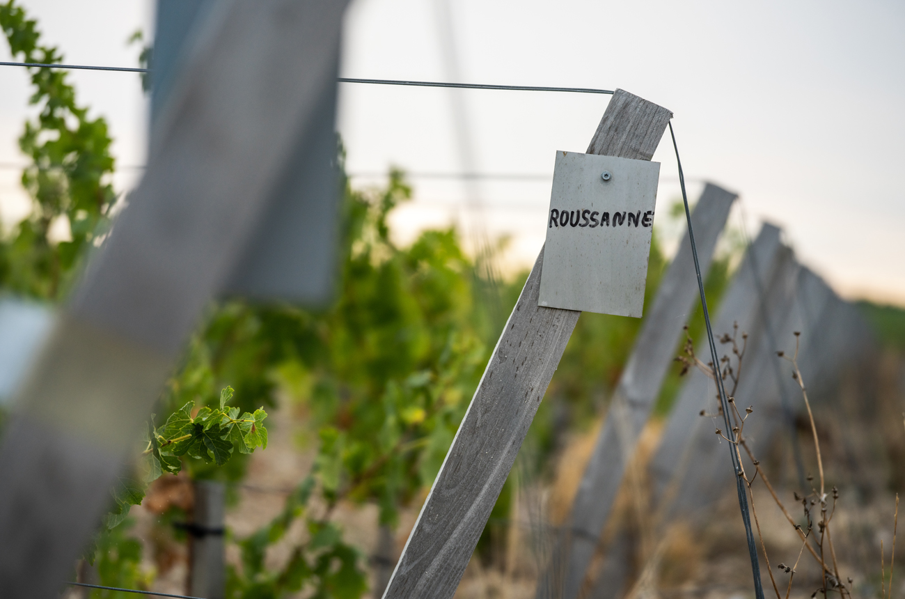 Montrose Roussanne vines