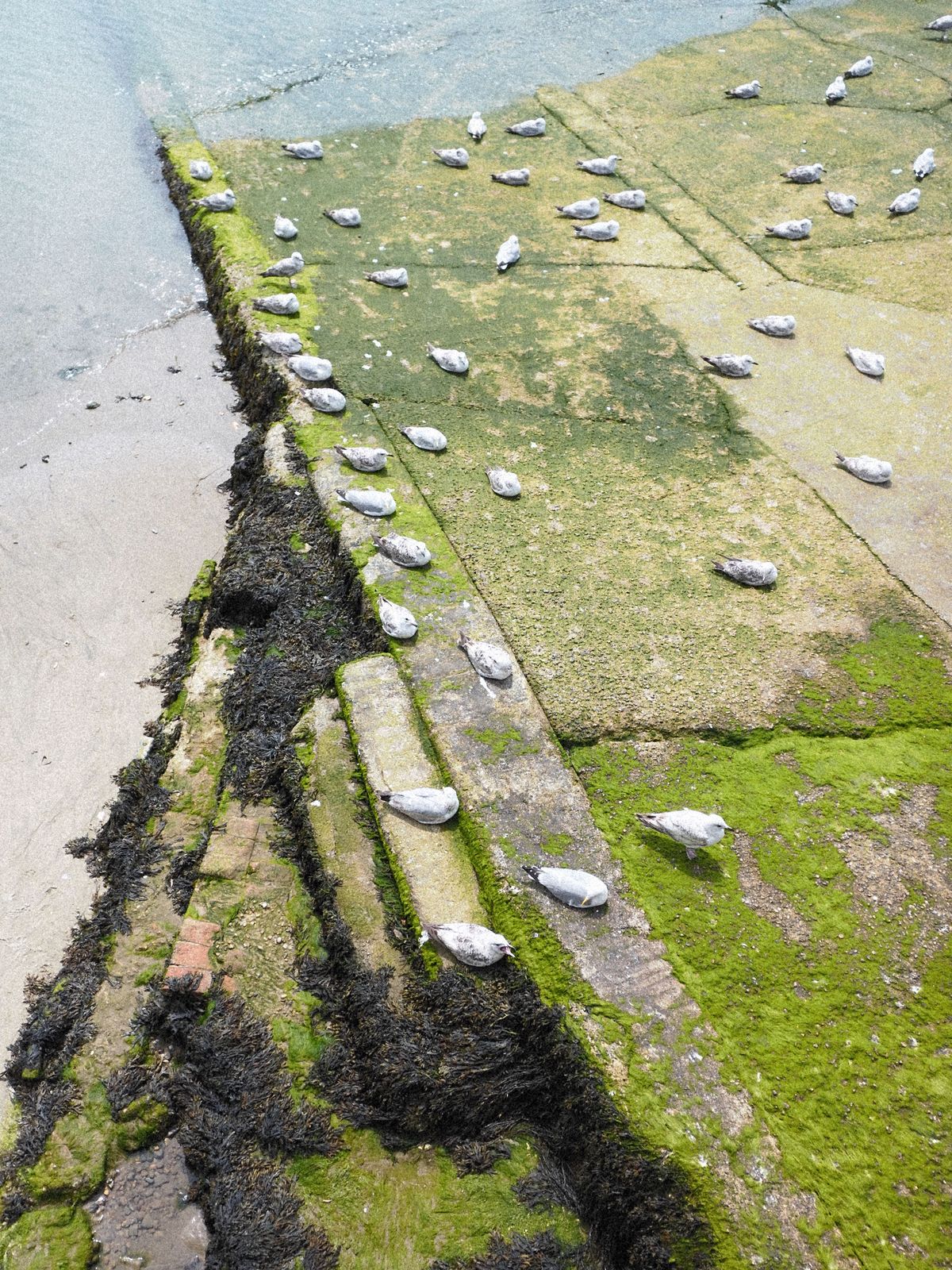 Seagulls nesting on a jetty going into the ocean