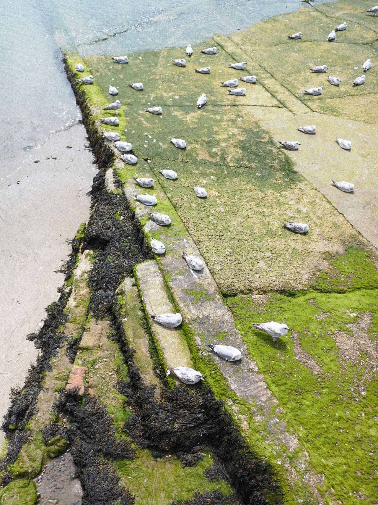 Seagulls nesting on a jetty going into the ocean