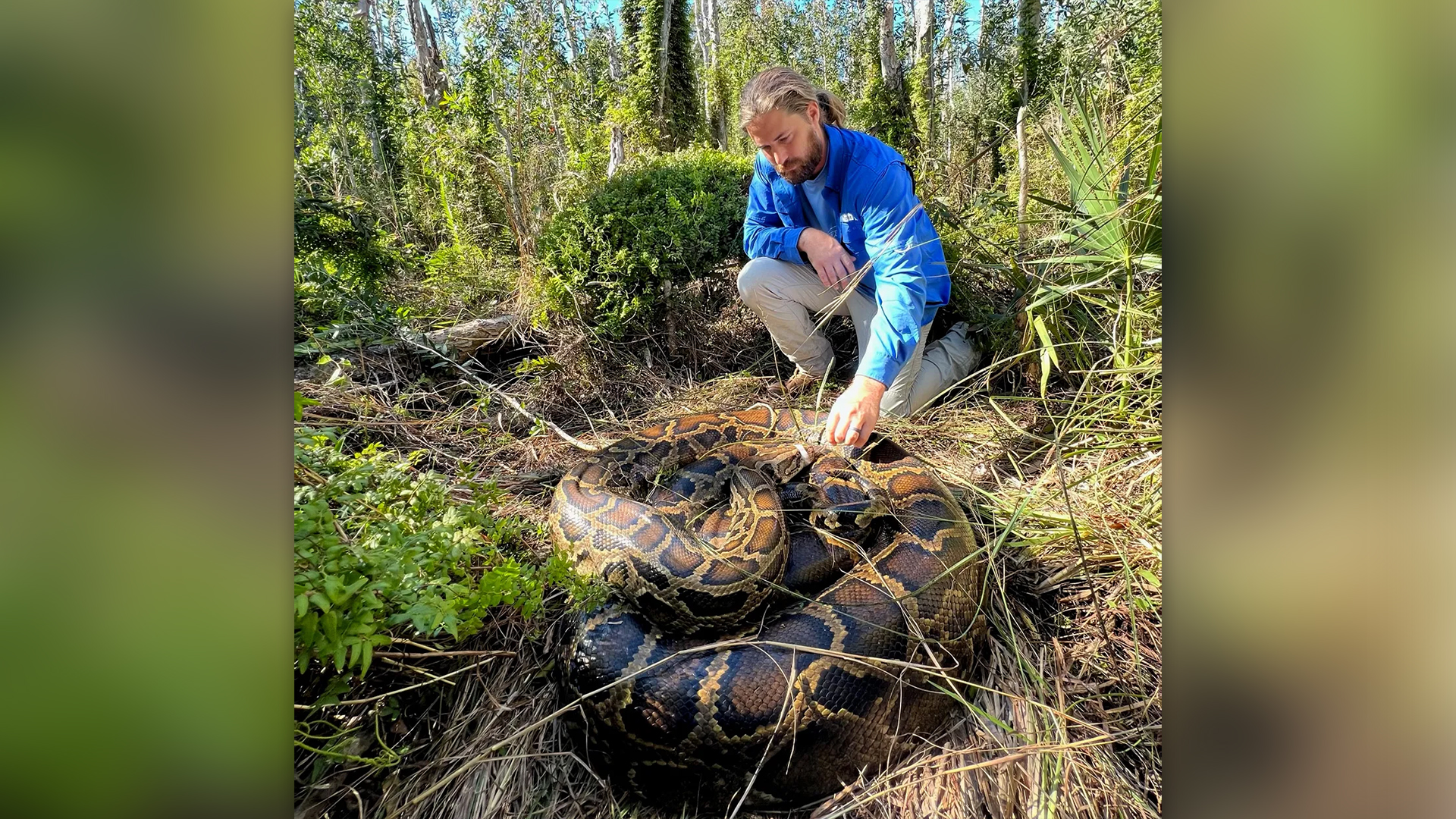 Researcher holds a huge python in the forest.