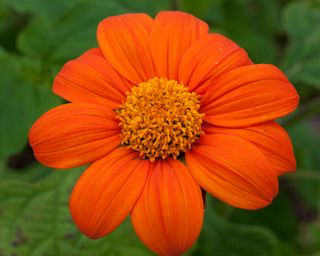orange flower of Tithonia rotundifolia ‘Torch’