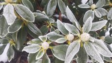 Leaves and flower buds of a rhododendron bush on a cold, frosty winter morning