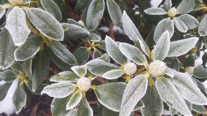 Leaves and flower buds of a rhododendron bush on a cold, frosty winter morning