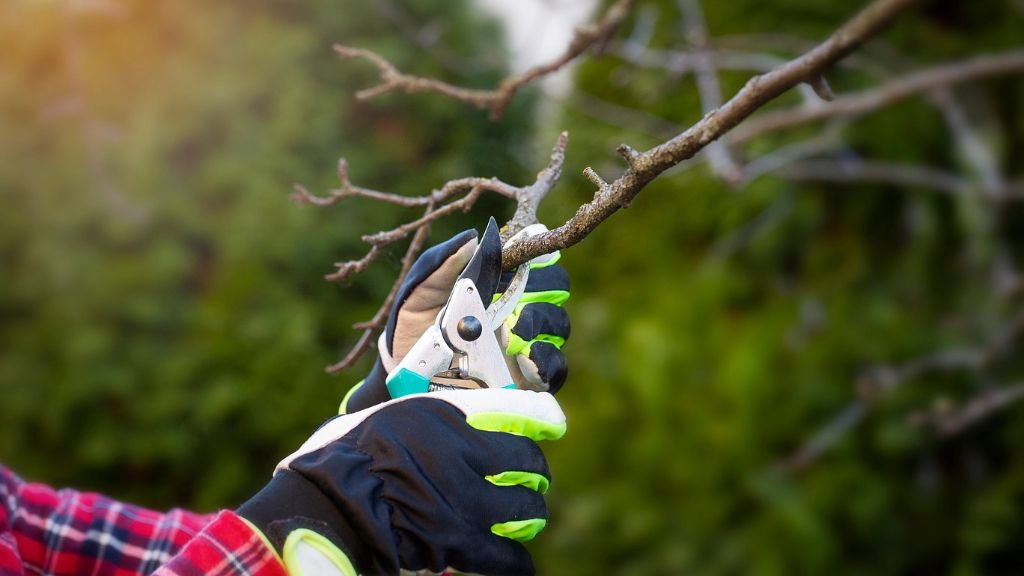 Hands pruning a tree