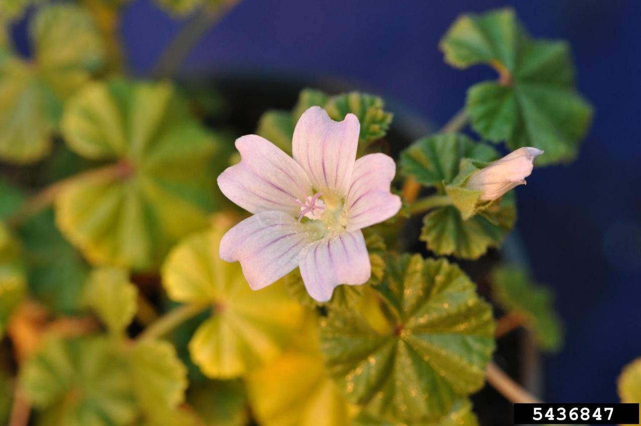 Common Mallow Plant