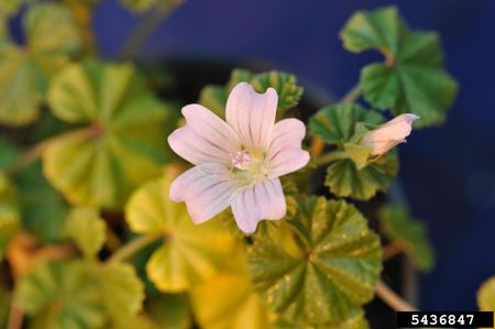 Common Mallow Plant