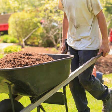 Male gardener with wheelbarrow full of mulch