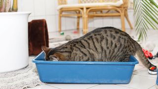 Cat inside of a litter box with its front end facing downwards