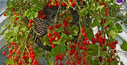 Tomatoes growing in a hanging basket used for the new GYO trend