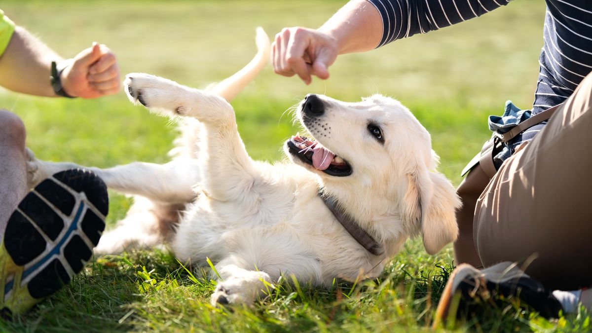 Golden Retriever dog lying in between two people on the grass and playing