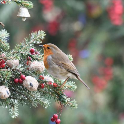 robin on Christmas tree