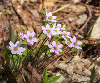 Pink hepatica flowers