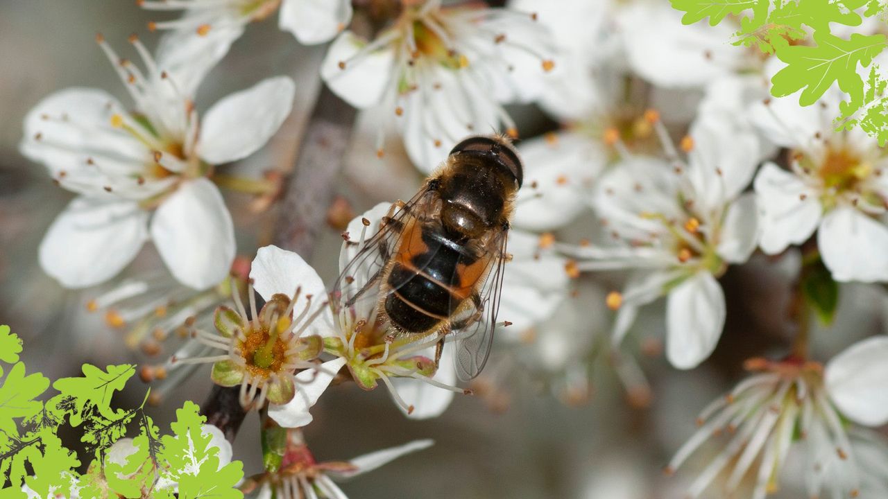 A bee pollinating on a flower.