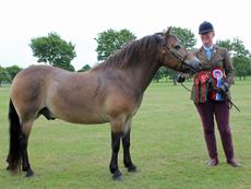 RBST-Priority-Breed-Champion-Threeshires-Edgar.jpg