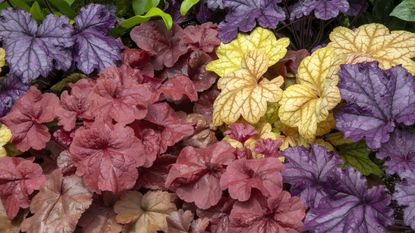 A selection of colourful coral bells