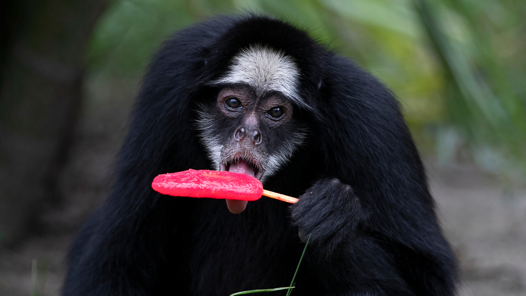 A white-cheeked spider monkey licks a popsicle in the summer heat at BioParque do Rio in Rio de Janeiro, Brazil