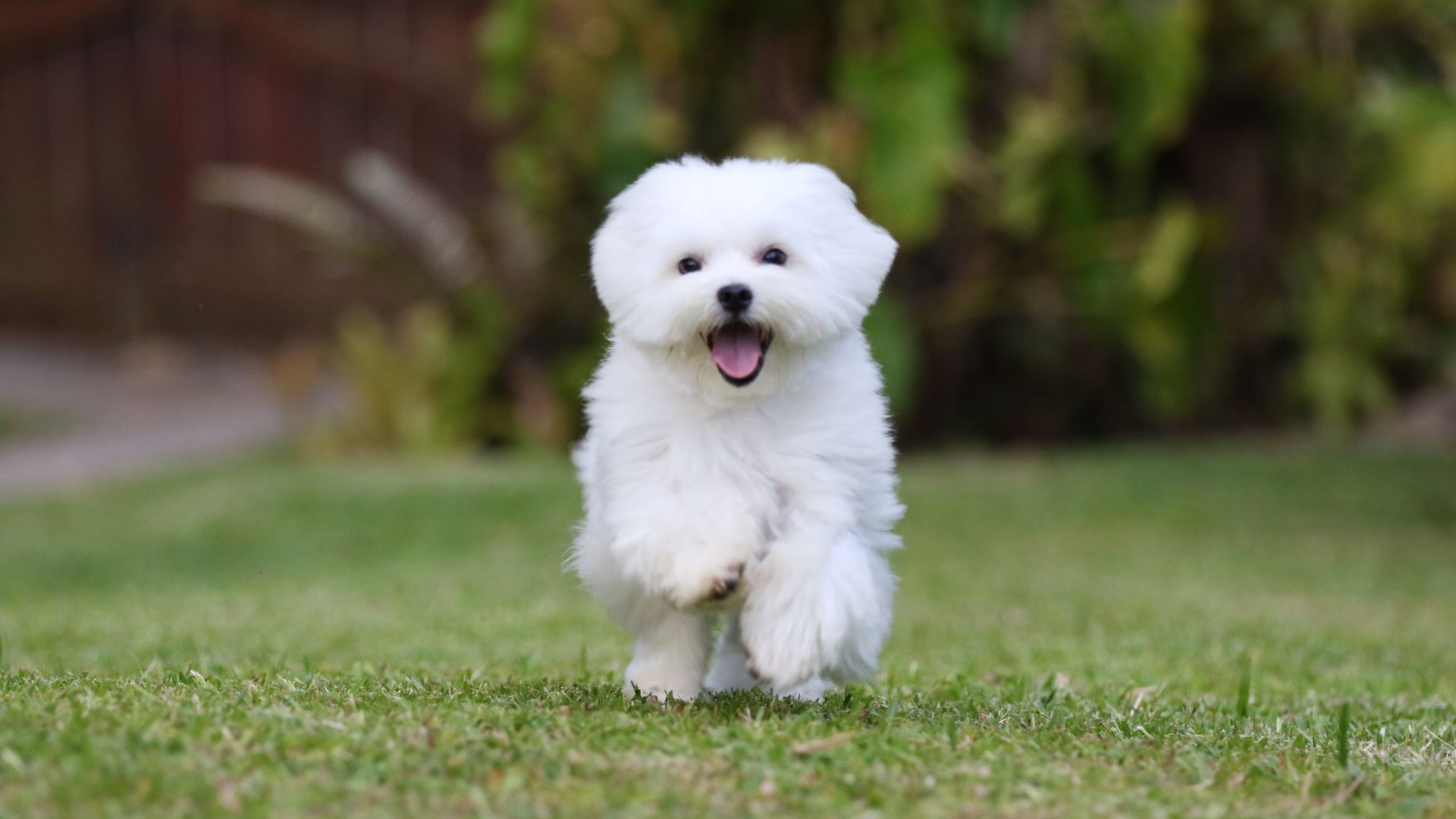 Maltese puppy running towards camera on a lawn