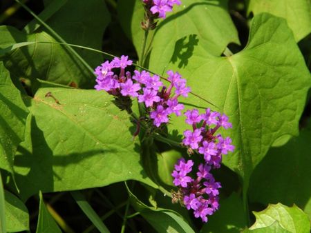 Purple Trailing Verbenas