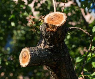 Sap leaking from a badly-pruned tree