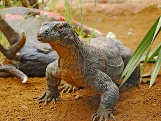 At London's Chester Zoo, a female Komodo dragon named Flora had the first documented virgin births of their lizard species in 2006.